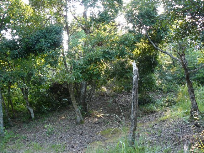 ��˂P����