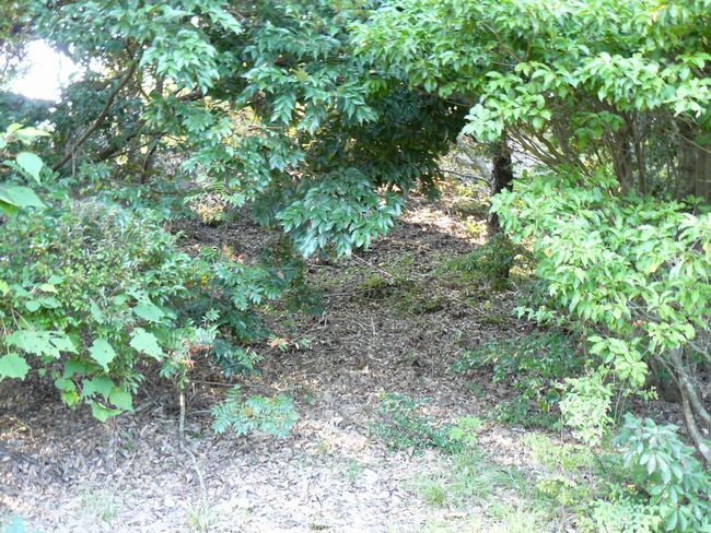 ��˂P����