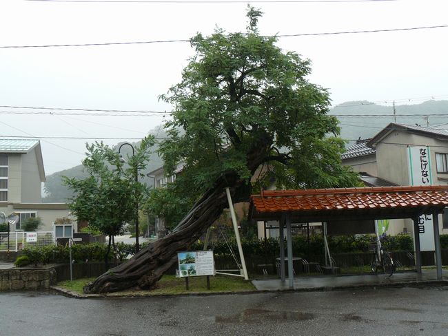 �����Z�S����