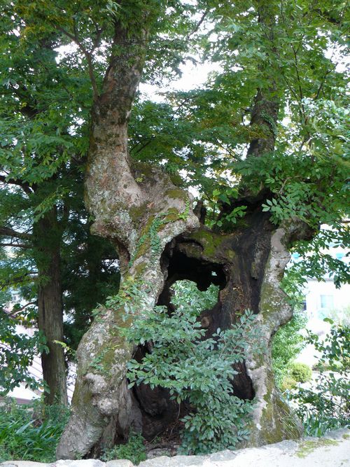 �ɉꑽ�C�_��