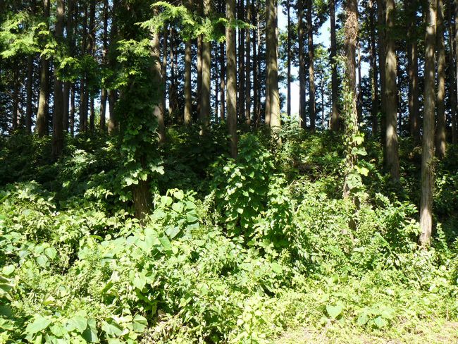 ���R�P����